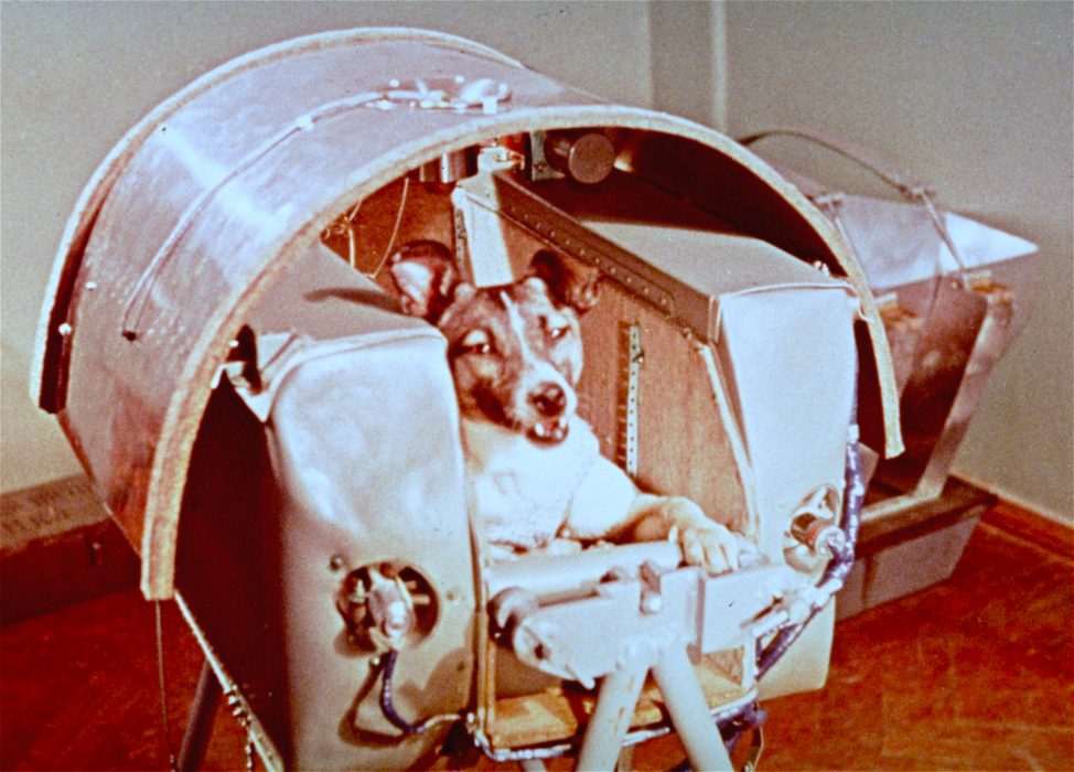 Rymdhunden Laika.