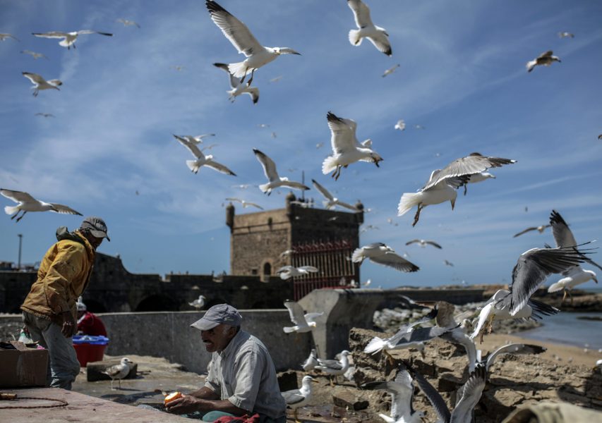 FIskmåsar cirklar över fiskare i Essaouira i Marocko.