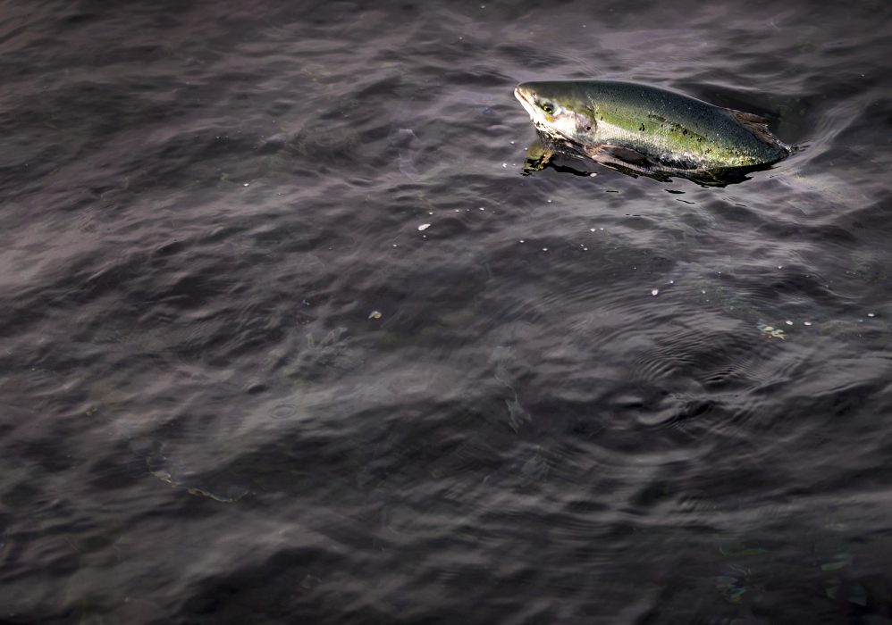 Fiskevårdsnätverket Göteborg får årets Kaprifolpris av Naturskyddsföreningen.