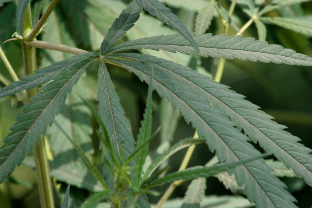 I majoriteten av världens länder är cannabis fortfarande förbjudet – bland dem inte minst Sverige.