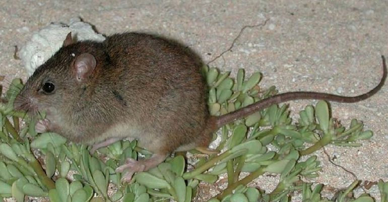 Den lilla Bramble Cay-råttan (Melomys rubicola) har inte setts till på tio år och är nu officiellt utrotad.