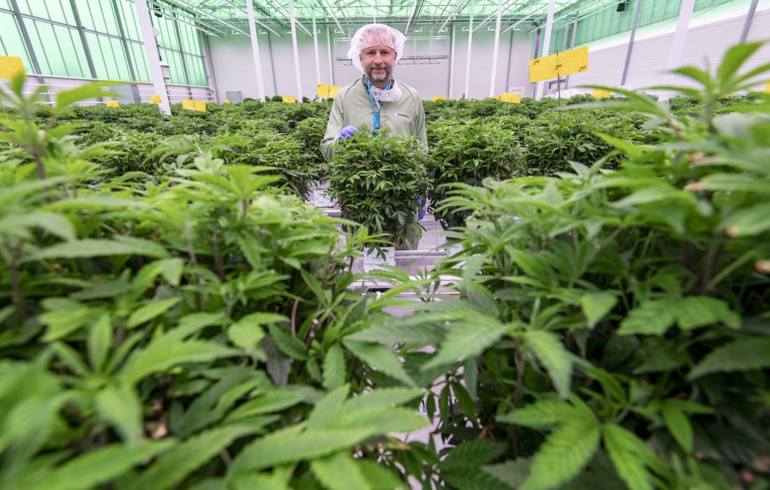 Mads Pedersen hoppas bli den förste danska cannabisodlaren med licens.