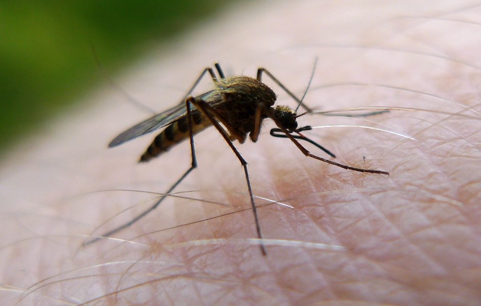När myggan inte kan känna doften av svett får den svårt att hitta människor att bita, enligt en ny studie.