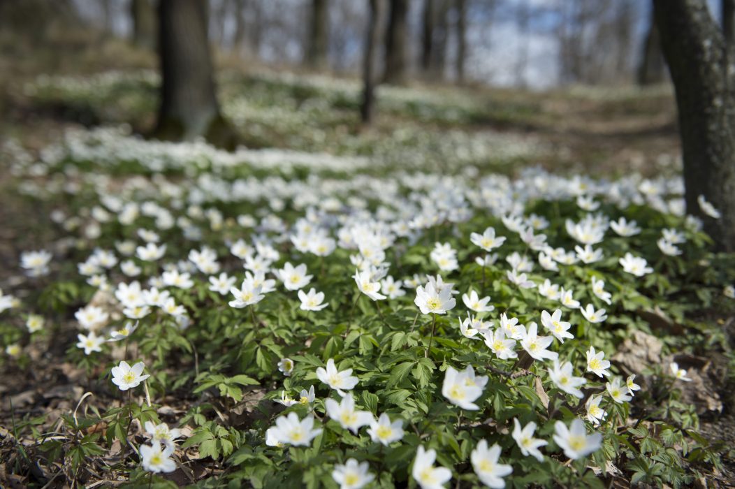Vitsipporna blommar nästan två veckor tidigare nu än för drygt hundra år sedan.