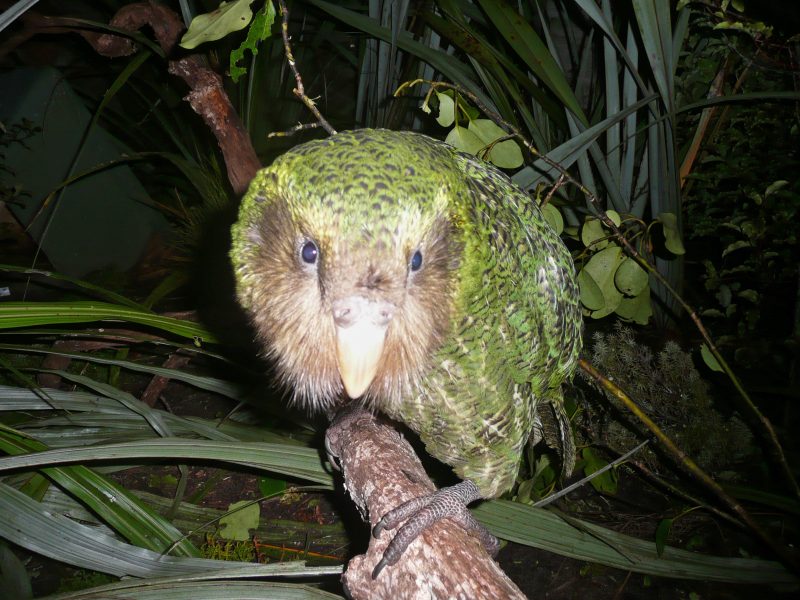 Ugglepapegojan, även kallad kakapo, är akut utrotningshotad.