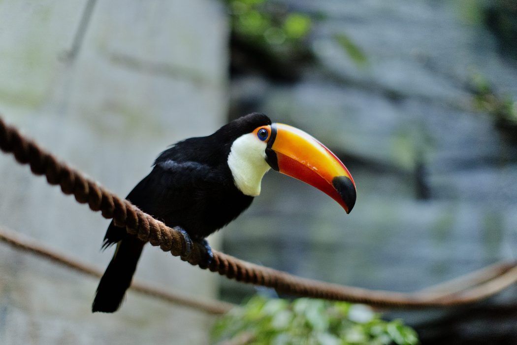Universeum i Göteborg, med många exotiska djur, drabbas av en skattesmäll sedan Högsta förvaltningsdomstolen beslutat att inte bevilja prövningstillstånd i ett mål som handlar om momssatsen för verksamheten.