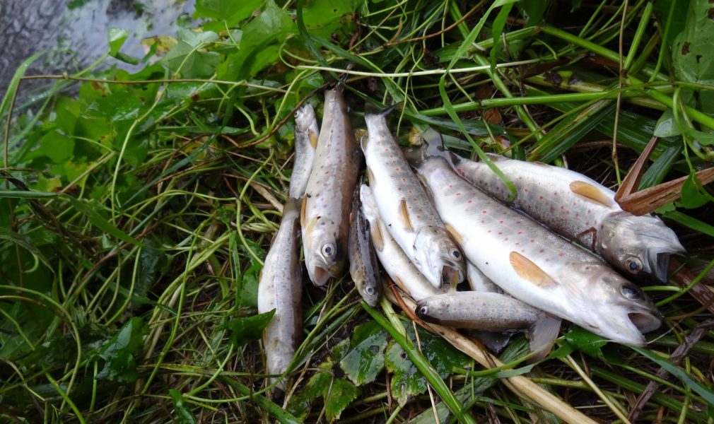 Mängder av död fisk spolades i land under helgen.