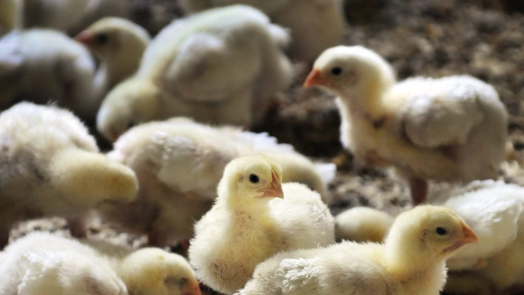 Guldfågeln åtalsanmäls av Livsmedelsverket efter att kycklingar skållats levande.
