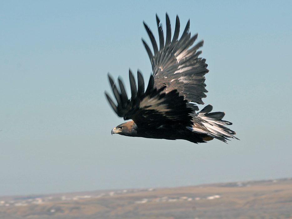 Foto: Tom Tribune/AP/TT | Kungsörnen är en av många arter som rödlistats av Artdatabanken.