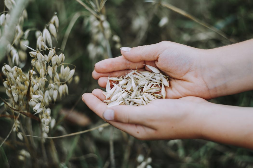 Havre används mer och mer i veganska färdigprodukter.