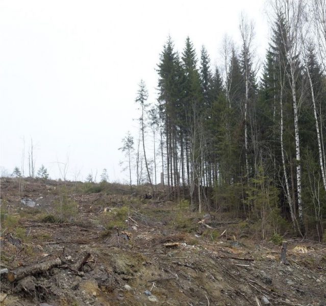 8 av 10 svenskar tycker det är viktigt att Sverige skyddar skogar med höga naturvärden, men trots det avverkas dessa av statliga Sveaskog, skriver företrädare för Greenpeace och Skydda skogen.