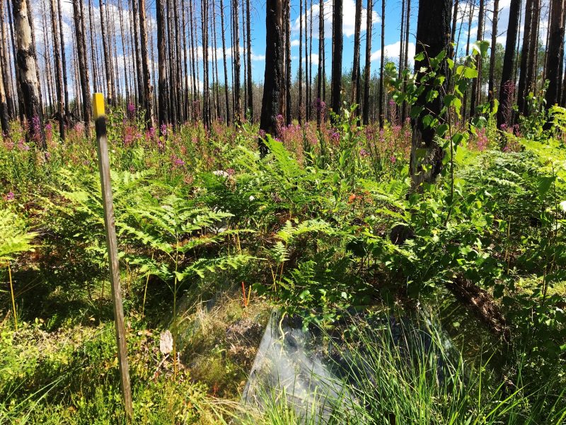 Fyra år efter den stora skogsbranden i Västmanland 2014 har naturen börjat återerövra det drabbade området.