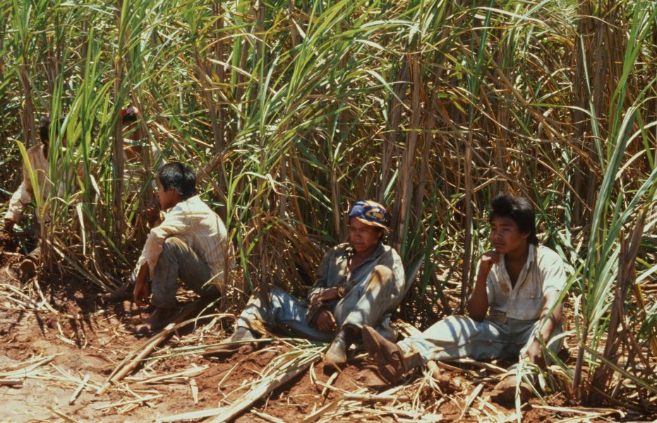 Guaranibarn som arbetar som sockerrörskärare vid Debrasa-plantagen i den brasilianska staten Mato Grosso do Sul.