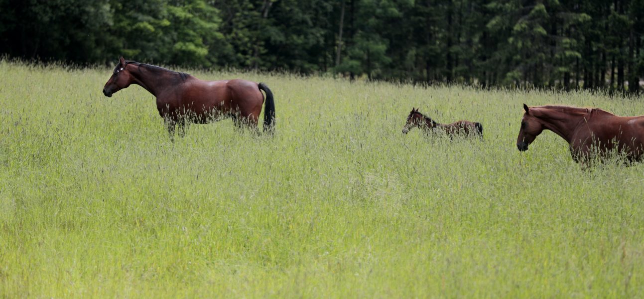 Hästar i det fria finns det gott om, men varifrån kom egentligen hästen från början? Forskare har nu genomfört den hittills största studien på hästens arvsmassa för att söka svaret.