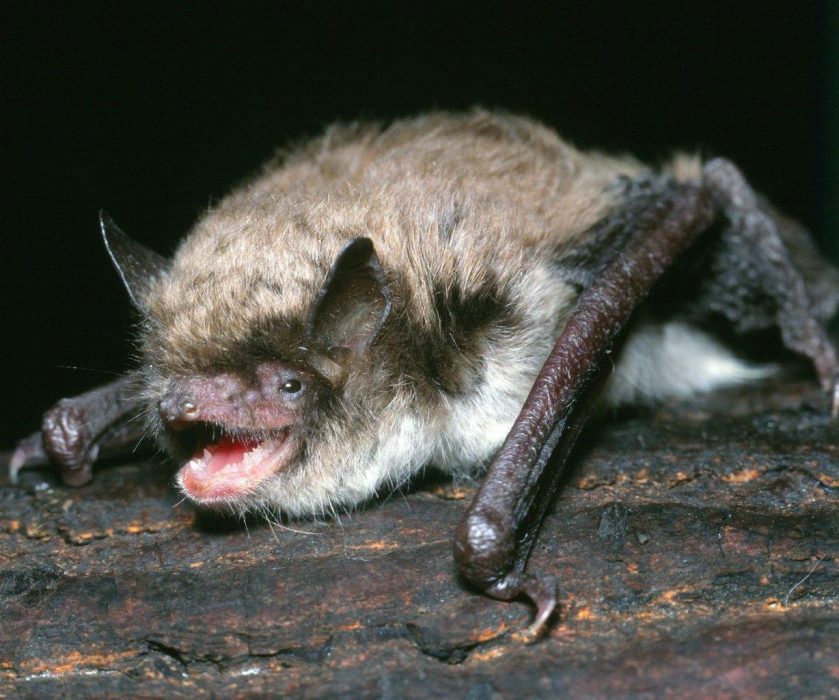 Taigafladdermus (Myotis brandtii) eller Brandts fladdermus.