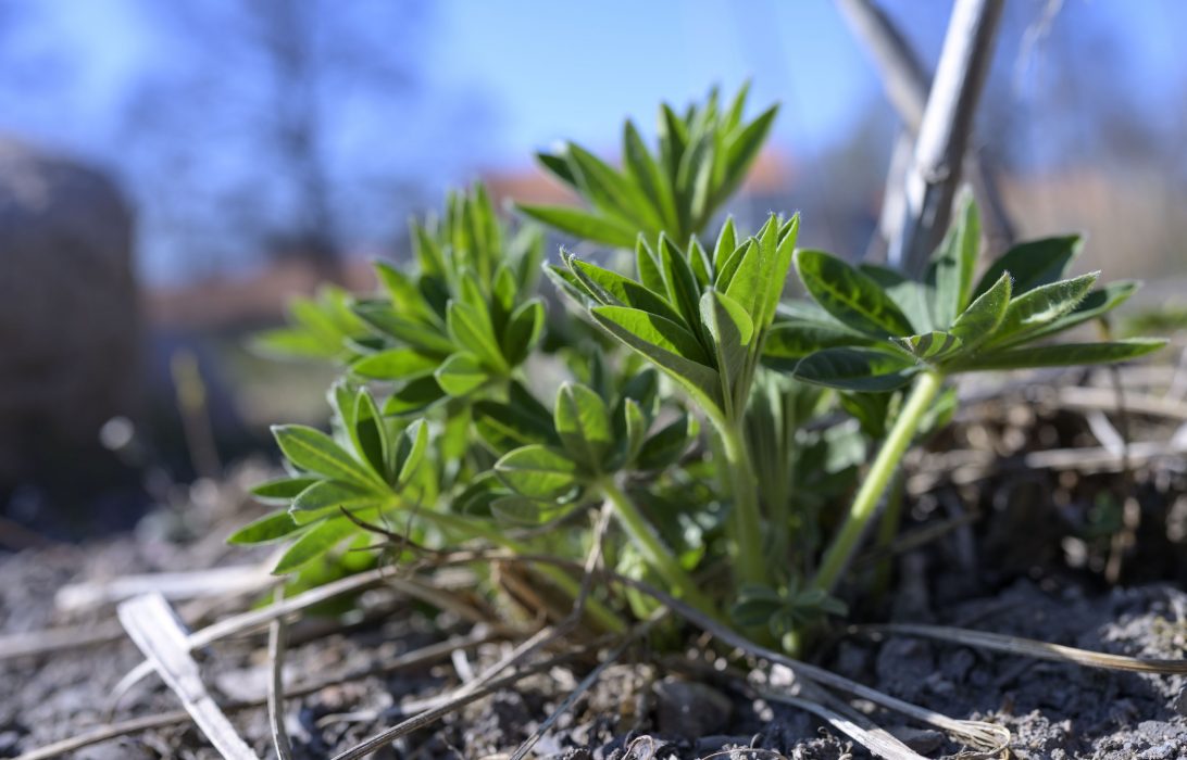 Lupin på väg upp.