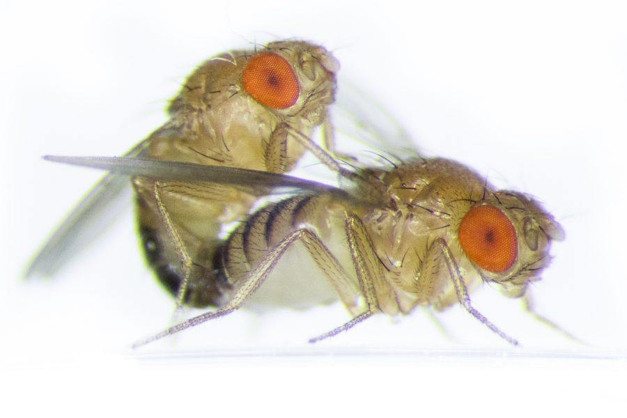 Hos bananflugor innehåller hanens sperma ett speciellt ämne som gör honan ointresserad av sex strax efter parningen, den så kallade spermaeffekten.