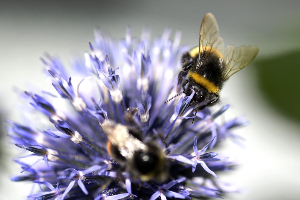 Biologisk mångfald är viktigt både för naturen och djuren.