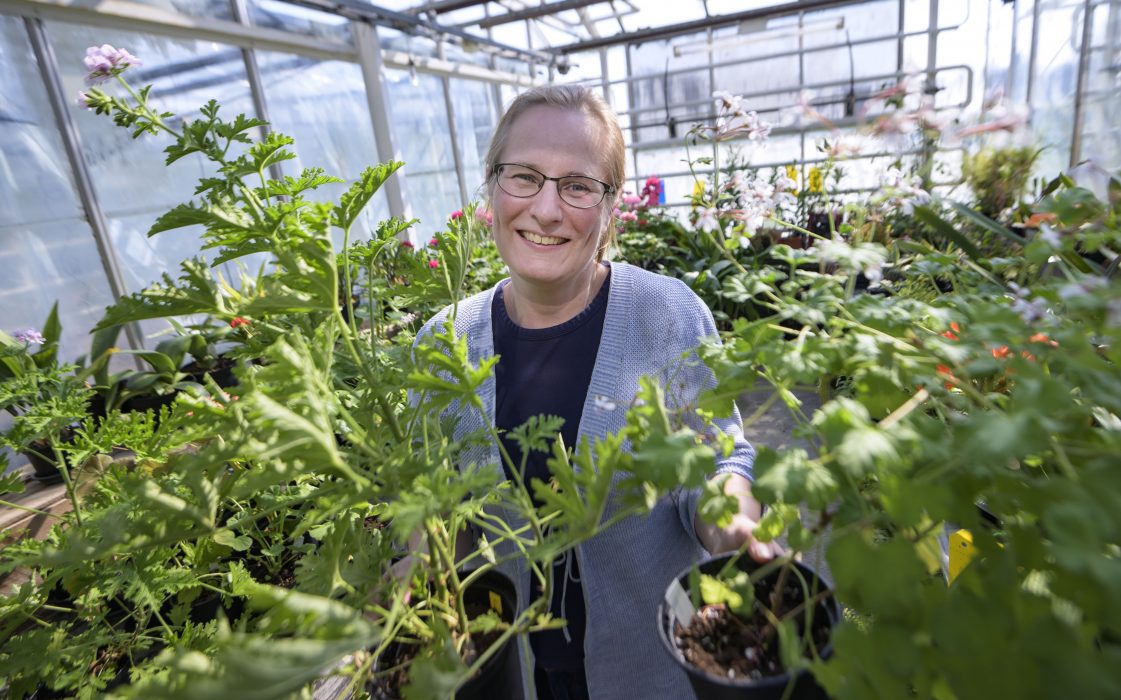 Karin Persson, genbankskurator, med pelargonerna Doktor Westerlund (till vänster) och Marias blomma.