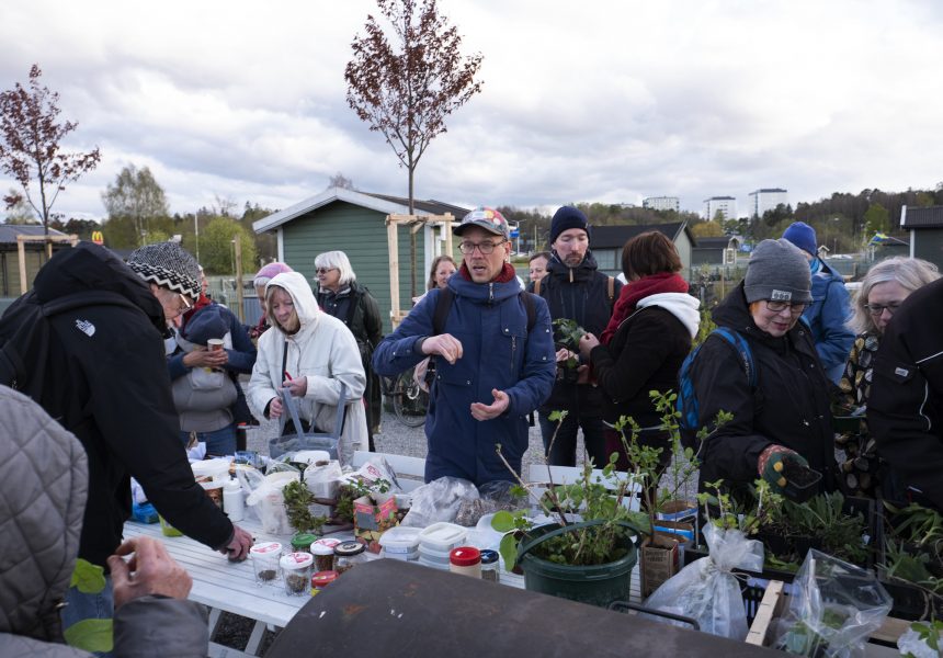 En kväll i maj träffas Sesammedlemmar och andra fritidsodlare på ett koloniområde i Årsta i Stockholm för att dela fröer och plantor med varandra.