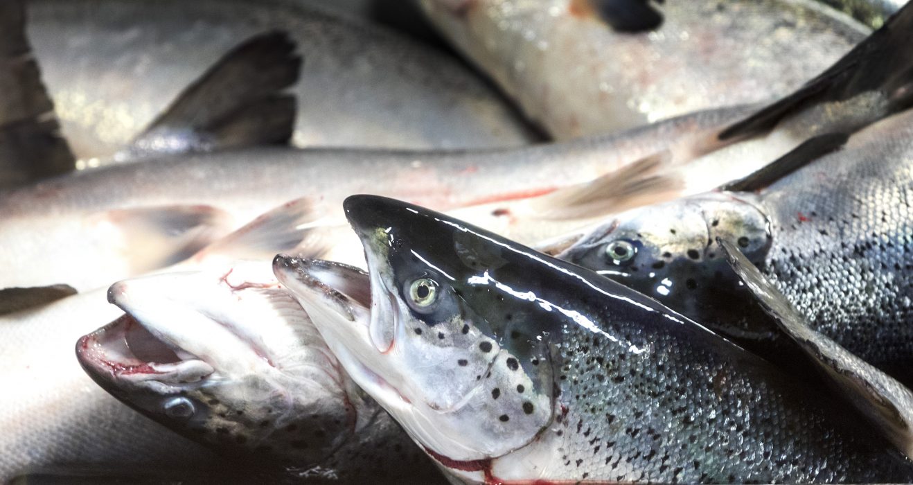 Halterna av miljögiftet dioxin i Östersjölax minskar och ligger nu under gränsvärdet.