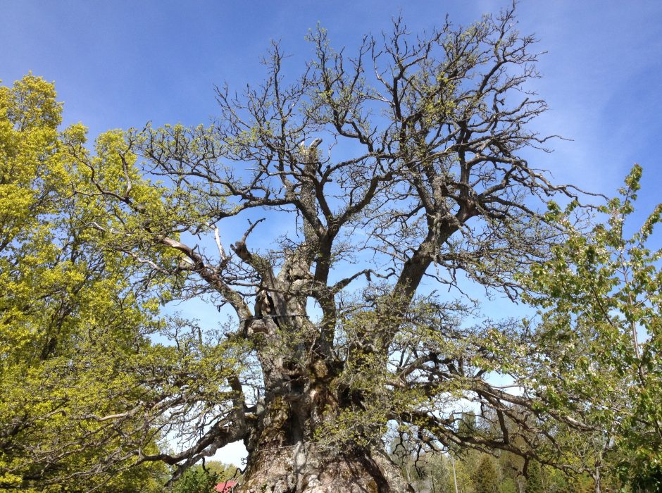 Den välkända Kvilleken i naturreservatet Kvill i Vimmerby kommun har de senaste åren uppvisat en vacklande hälsa.