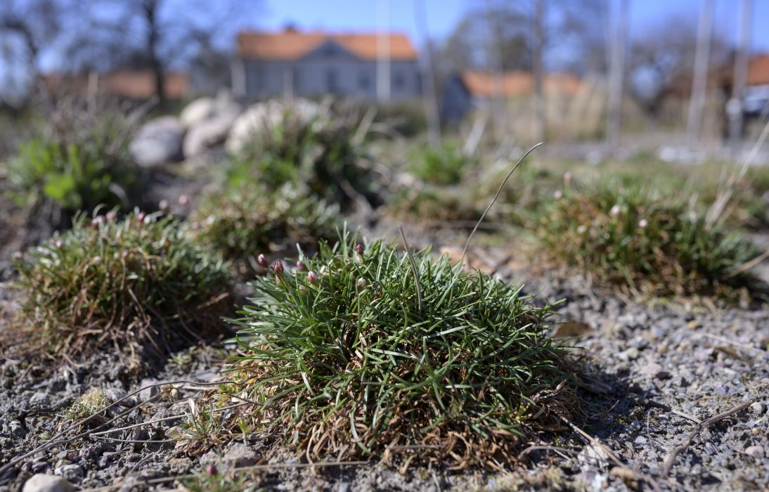 Triftplantor i Orrefors.