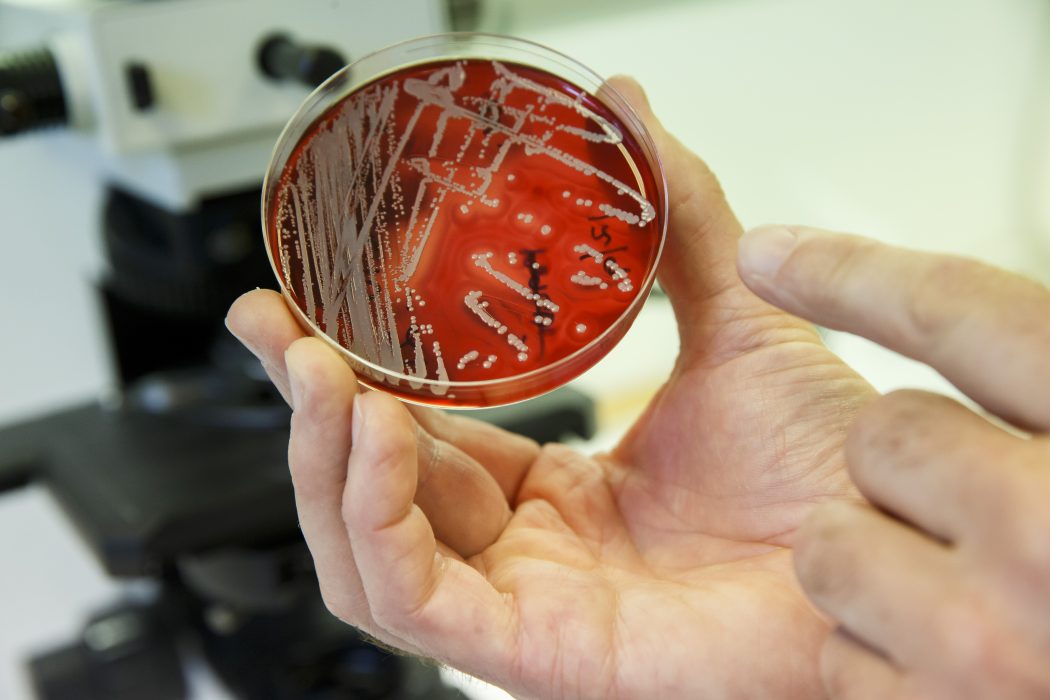Antibiotikaresistenta bakterier.