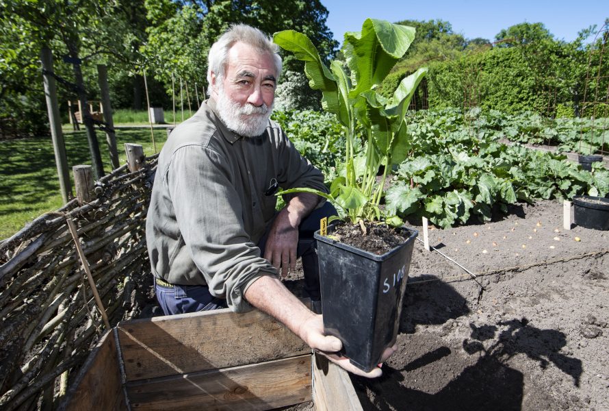 Trädgårdsmästare Philippe Hässlekvist med den unika pepparroten vid namn "Smedens" som snart skall komma ner i jorden på Fredriksdals trädgårdar i Helsingborg.
