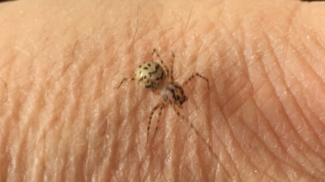 En helt ny familj spindlar har upptäckts i Sverige.