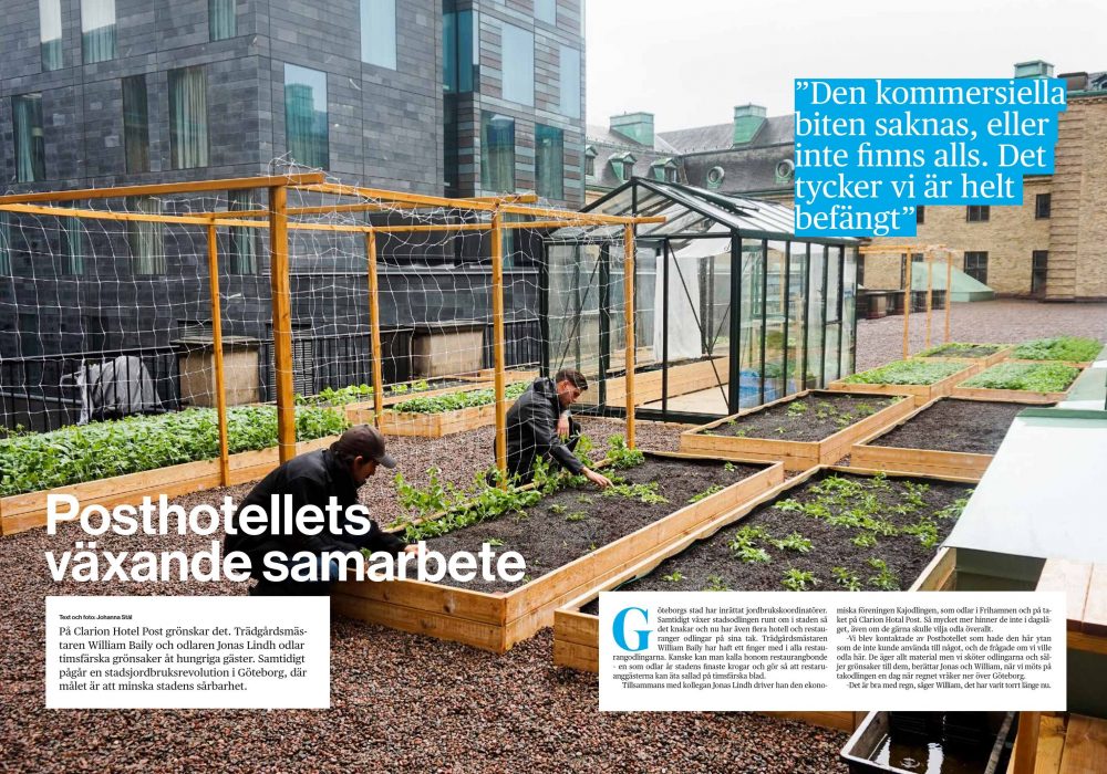 – Nu kommer säkert någon läsare säga att vi inte gör på rätt sätt, säger William och skrattar när han klipper grenar från tomatplantorna.