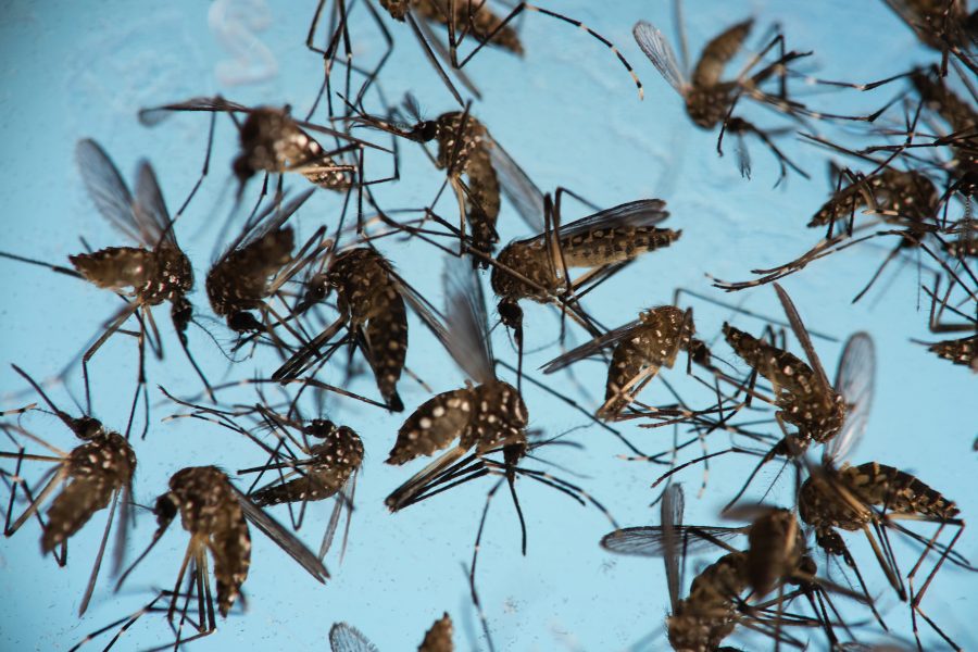 Det ändrade klimatet kan med tiden få myggor av arten Aedes aegypti att etablera sig i Europa.