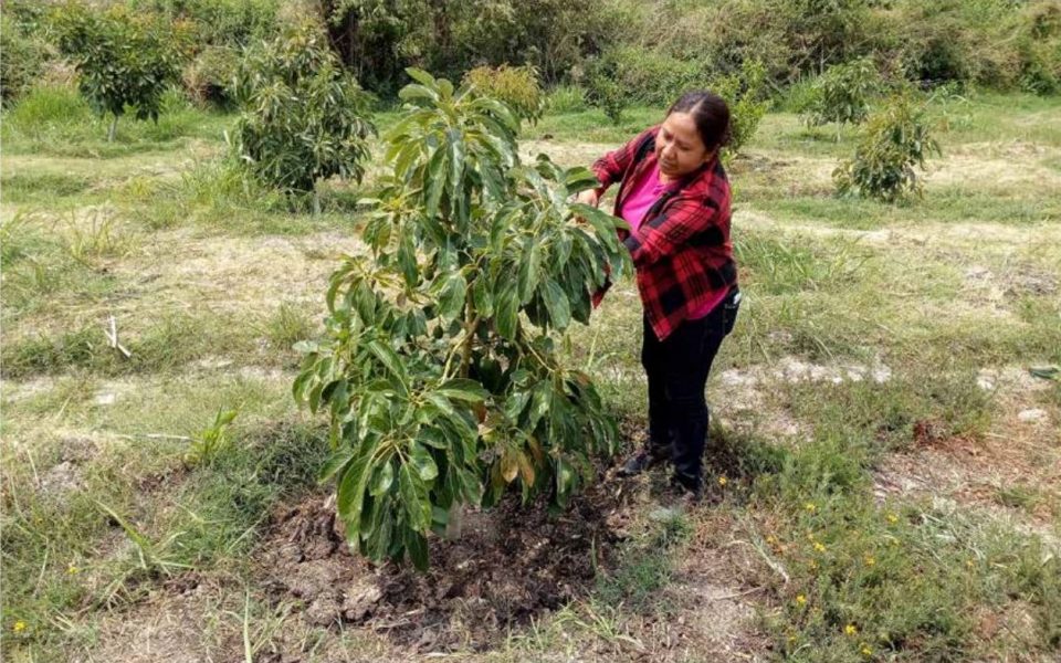 Jilder Morales vid ett av de avokadoträd som de fattiga småbönderna numera odlar på allmän mark, tack vare projektet.
