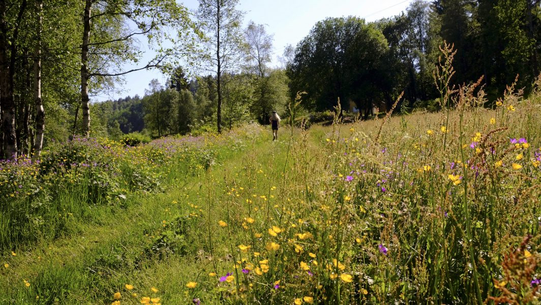 Foto: Hasse Holmberg/TTBara ungefär en tusendel av den ängsmark som fanns för hundra år sedan finns kvar i dag.