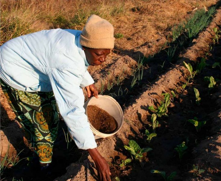 Grönsaksodlaren Margaret Gauti Mpofu gödslar sina grödor på sin åker utanför Bulawayo i Zimbabwe.