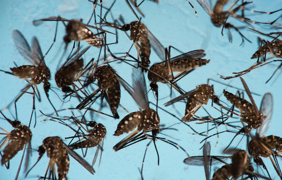 Foto: Felipe Dana/AP/TTDet ändrade klimatet kan med tiden få myggor av arten Aedes aegypti att etablera sig i Europa.