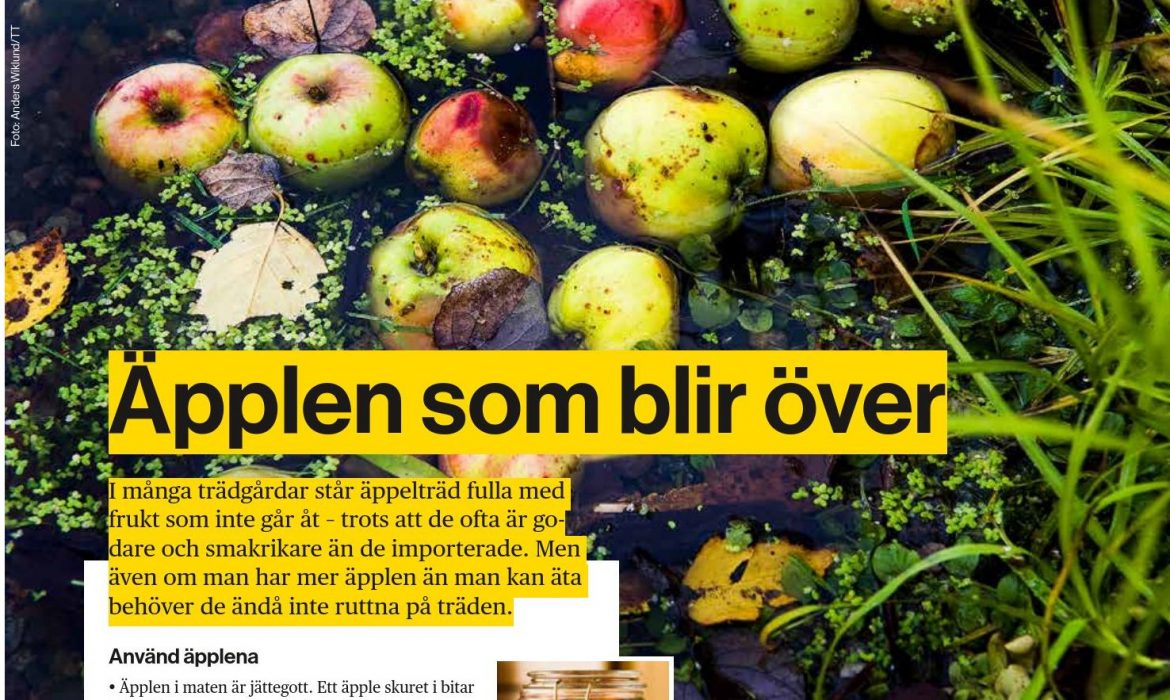 Tusentals ton äpplen ruttnar i svenska trädgårdar varje höst.