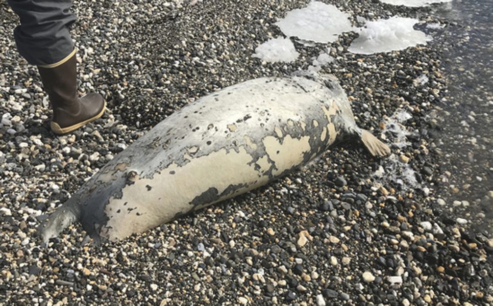 Minst 60 döda sälar har hittats i nordvästra Alaska den senaste tiden.