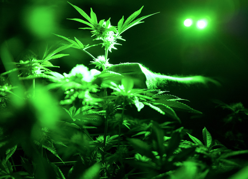 Foto: Richard Vogel/AP/TTEn cannabisväxt.