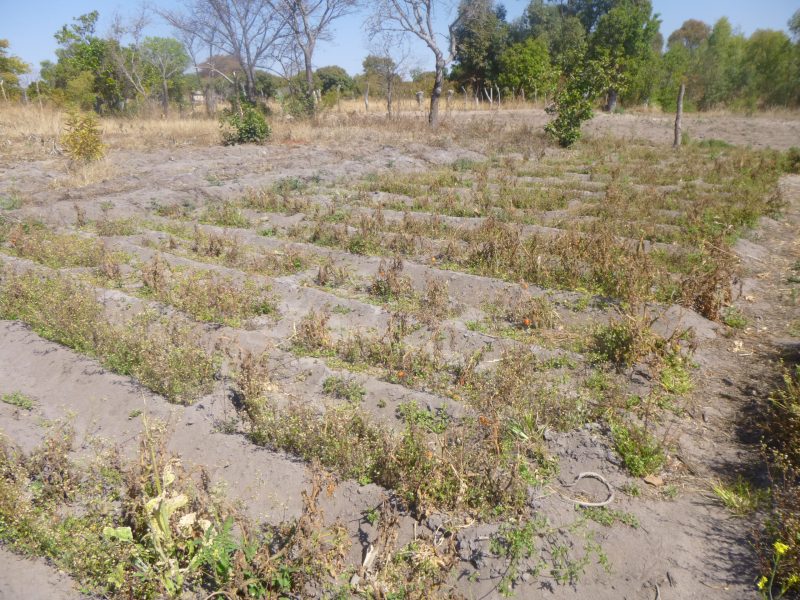 Zimbabwes regering har meddelat att man planerar att ta över jordbruksmarker som inte utnyttjas fullt ut och fördela dessa marker till mer produktiva bönder – oberoende av deras etnicitet.