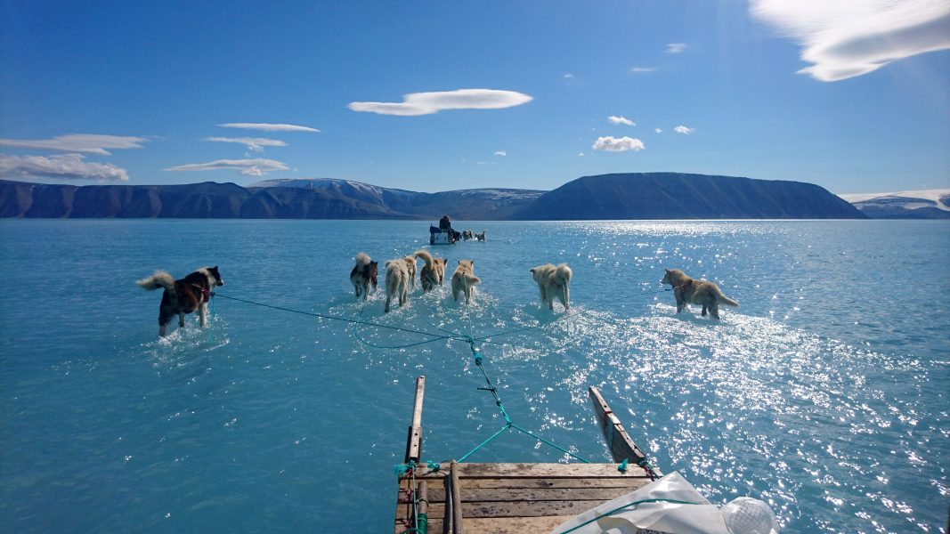 Forskaren Steffen Olsen tar sig med hjälp av slädhundar fram över vattentäckt is på Grönland den 13 juni 2019.