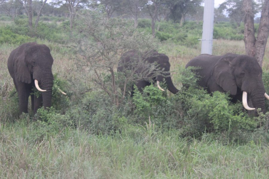 Elefanter i ett område som drabbats av en invasiv art av en snabbväxande buske.