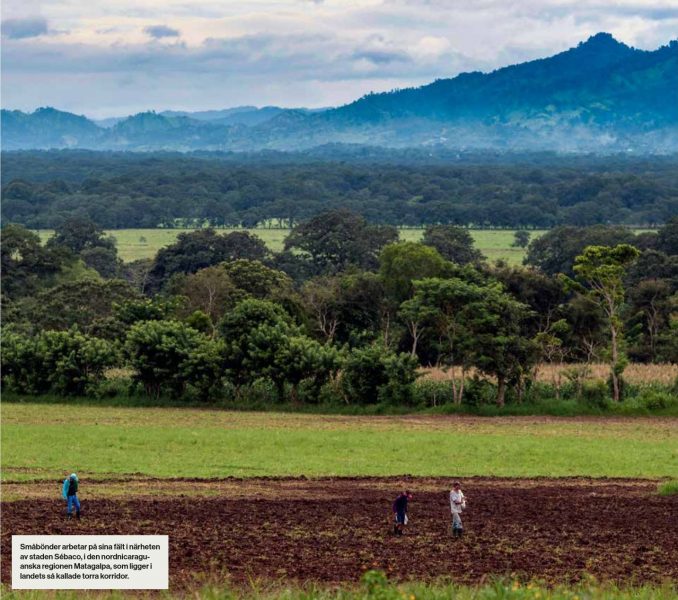 Småbönder arbetar på sina fält i närheten av staden Sébaco, i den nordnicaraguanska regionen Matagalpa, som ligger i landets så kallade torra korridor.