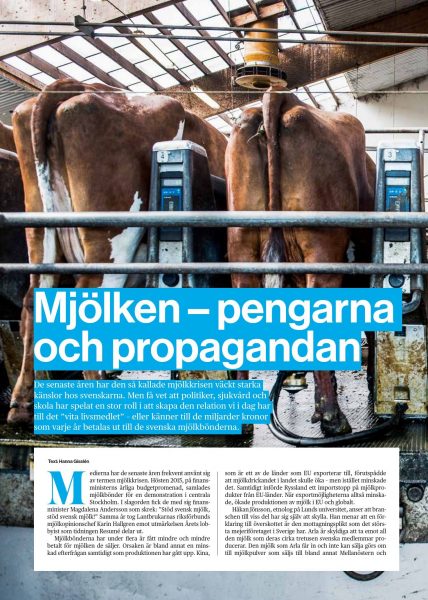 På den moderna mjölkgården Vadsbo Mjölk AB i Mariestad hålls över tusen kor.