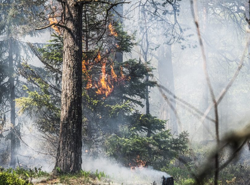 Trots skogsbränderna förra året ökade inte oron för klimatet enligt SOM-institutets orosmätning 2018.