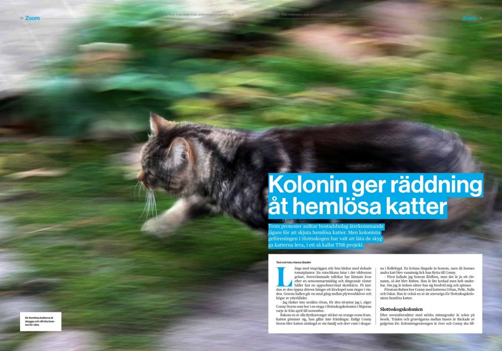 De hemlösa katterna är skygga och vill inte komma för nära.