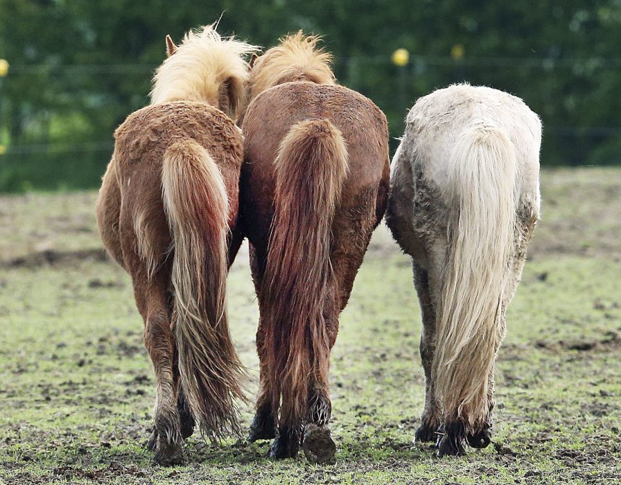 Stallägare har kunnat utbyta strö och hästbajs i projektet Horsepower, men nu lägger Fortum ner verksamheten.