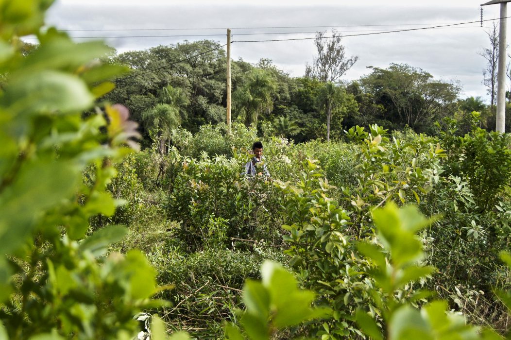 SONY DSC Guaraníerna delade med sig av sina kunskaper och färdigheter när det gäller att göra hälsosam dryck av trädsorten ”Ilex Paraguariensis”, mer känd som yerba mate