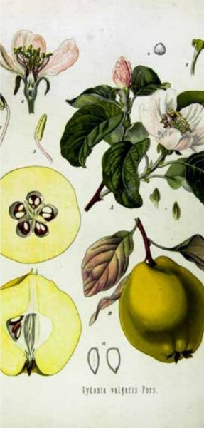 Kvittenbusken är en rosväxt liksom äppelträdet, och frukterna liknar äpplen men har en annan smak.