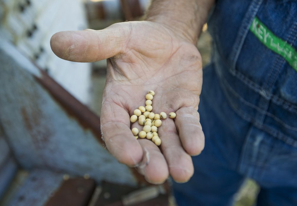 ADVANCE FOR USE SUNDAY, JULY 15 - In this Friday, July 6, 2018 photo, Larry Enders holds out some soy beans on his farm in Bremen, Ind. Enders estimates that he's already lost about $23,000 on the value of last year's harvest since the tariff battle between the United States and several of its trading partners got underway several months ago. (Robert Franklin/South Bend Tribune via AP) Fördrivningsförsök är praxis i Mato Grosso do Sul i tider då landets finanssektor konstaterar att tiderna för boskapsuppfödning och sojaproduktion är goda och att jordbruket står för nära 25 procent av Brasiliens BNP